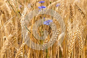 Kvetoucí zlatý pšenice 